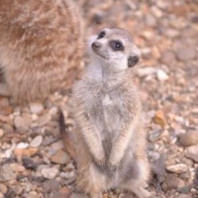 Meerkat confused by Year 7